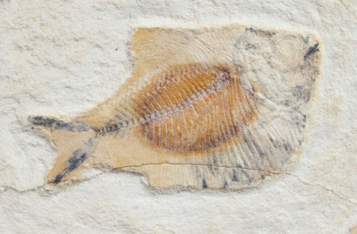 Pycnodontiform Fish Fossil - Morocco #9833